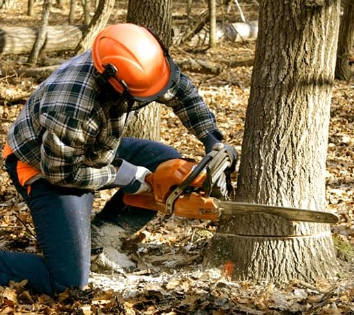 Tree Removal in Kinsman, IL